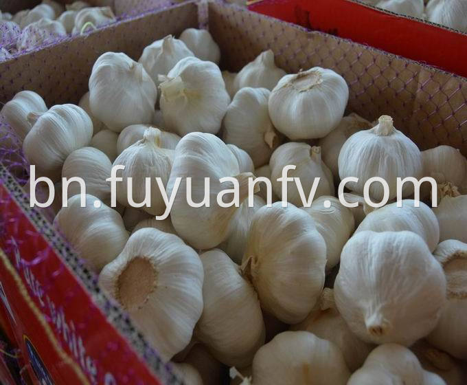 pure white garlic 